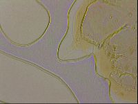 Ramazzottius oberhaeuseri image
