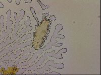 Ramazzottius oberhaeuseri image