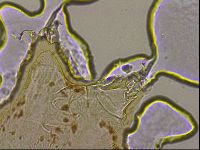 Ramazzottius oberhaeuseri image