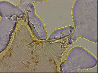 Ramazzottius oberhaeuseri image