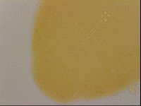 Ramazzottius oberhaeuseri image