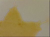 Ramazzottius oberhaeuseri image