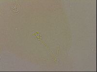 Ramazzottius oberhaeuseri image
