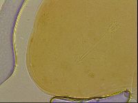 Ramazzottius oberhaeuseri image