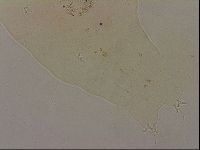 Ramazzottius oberhaeuseri image