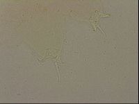 Ramazzottius oberhaeuseri image