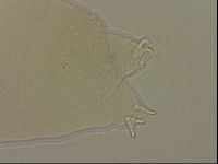 Ramazzottius oberhaeuseri image