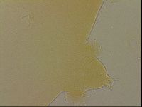 Ramazzottius oberhaeuseri image