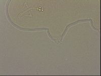Ramazzottius oberhaeuseri image