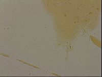 Ramazzottius oberhaeuseri image