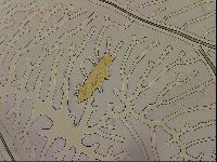 Ramazzottius oberhaeuseri image