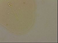 Ramazzottius oberhaeuseri image