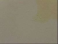 Ramazzottius oberhaeuseri image