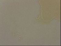 Ramazzottius oberhaeuseri image