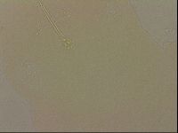 Ramazzottius oberhaeuseri image