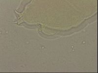Ramazzottius oberhaeuseri image