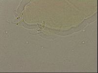Ramazzottius oberhaeuseri image
