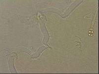 Ramazzottius oberhaeuseri image