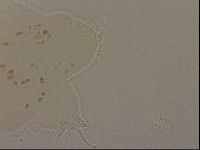 Ramazzottius oberhaeuseri image