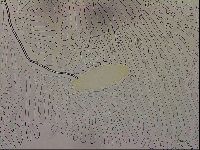 Ramazzottius oberhaeuseri image