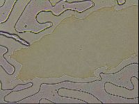 Ramazzottius oberhaeuseri image