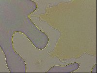 Ramazzottius oberhaeuseri image