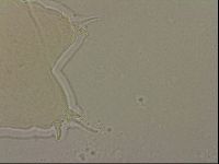 Ramazzottius oberhaeuseri image