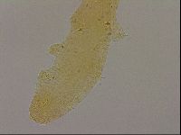 Hypsibius dujardini image