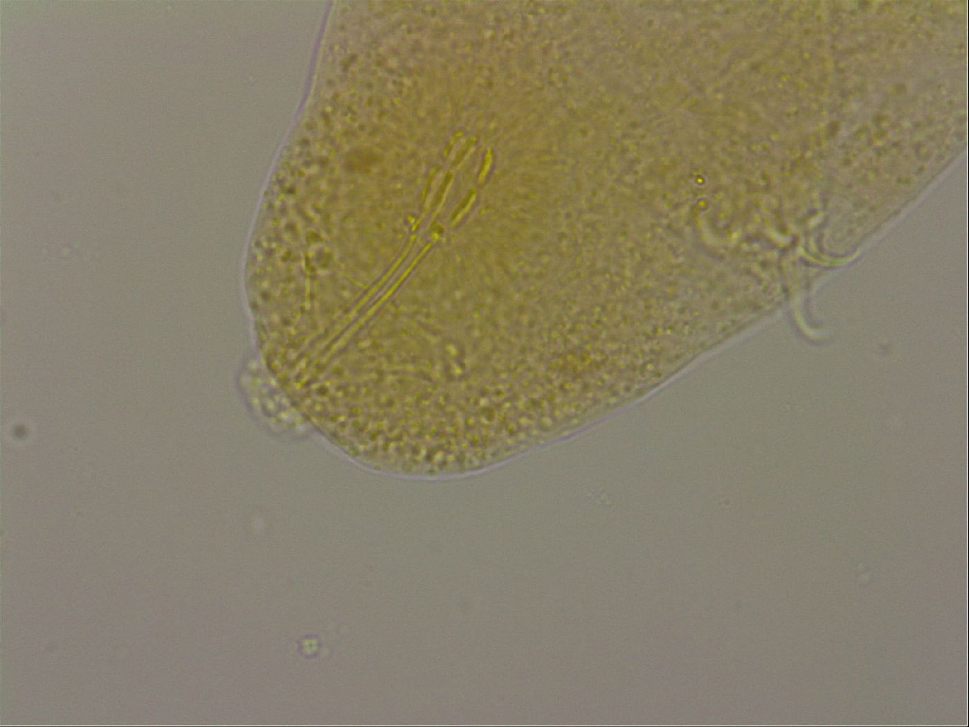 Hypsibius dujardini image