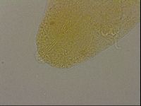 Hypsibius dujardini image