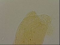 Hypsibius dujardini image