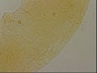 Hypsibius dujardini image