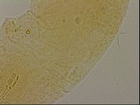 Hypsibius dujardini image