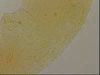Hypsibius dujardini image