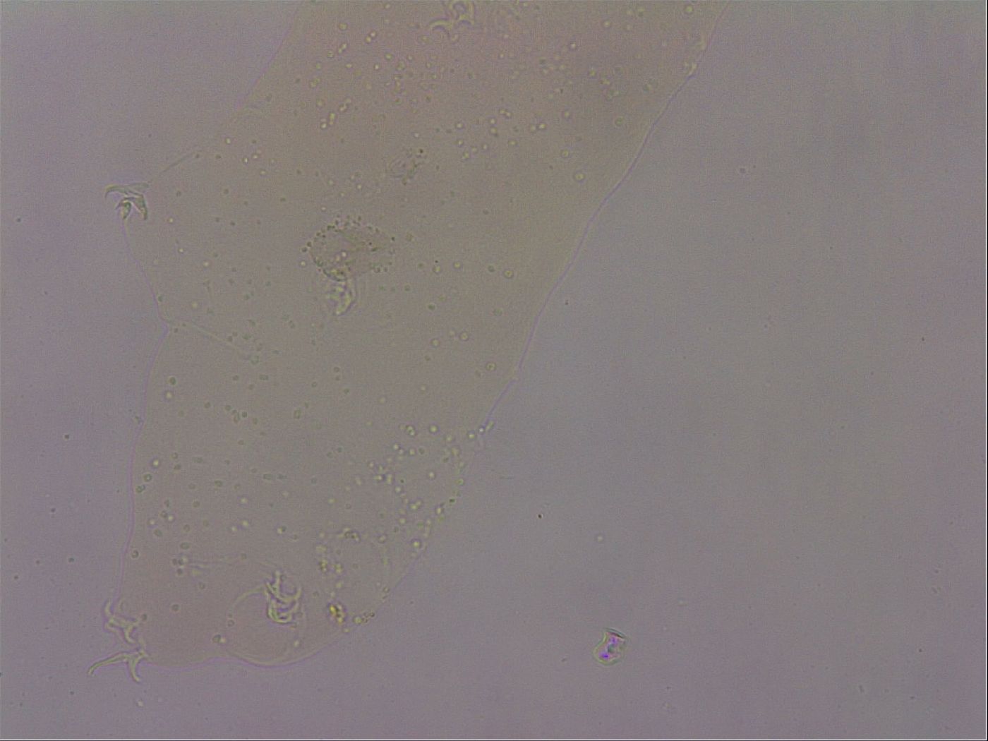 Hypsibius dujardini image