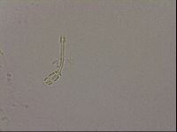 Hypsibius dujardini image
