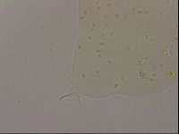 Hypsibius dujardini image