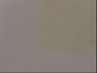 Hypsibius dujardini image