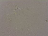 Hypsibius dujardini image