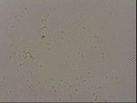 Hypsibius dujardini image