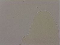Hypsibius dujardini image
