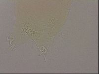 Hypsibius dujardini image
