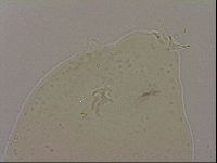 Hypsibius dujardini image