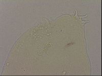 Hypsibius dujardini image