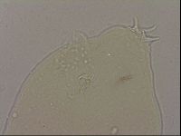 Hypsibius dujardini image