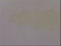 Hypsibius dujardini image
