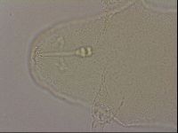 Hypsibius dujardini image