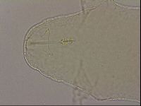 Hypsibius dujardini image