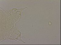 Hypsibius dujardini image