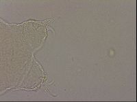 Hypsibius dujardini image